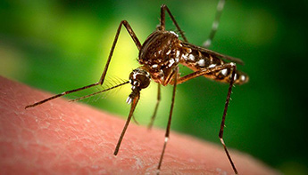 Цена на обработку от комаров в Омске