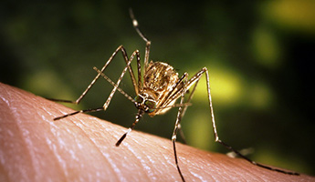 Цена на обработку от комаров в Новосибирске